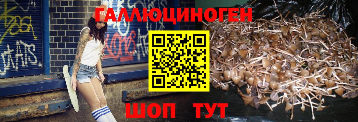 Псилоцибиновые грибы Psilocybine cubensis Дивногорск